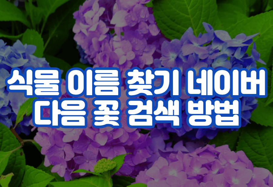 식물 이름 찾기 및 네이버 다음 꽃 검색 방법