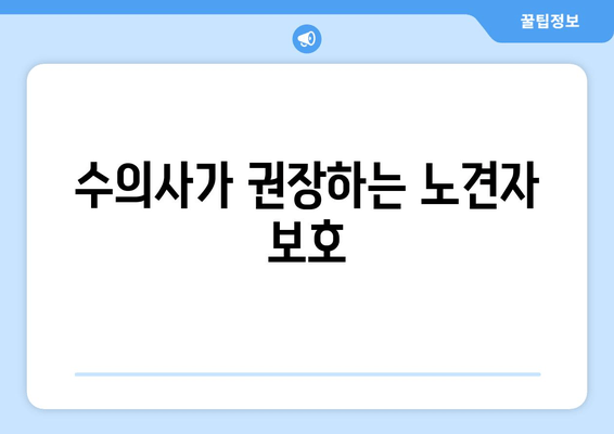 수의사가 권장하는 노견자 보호