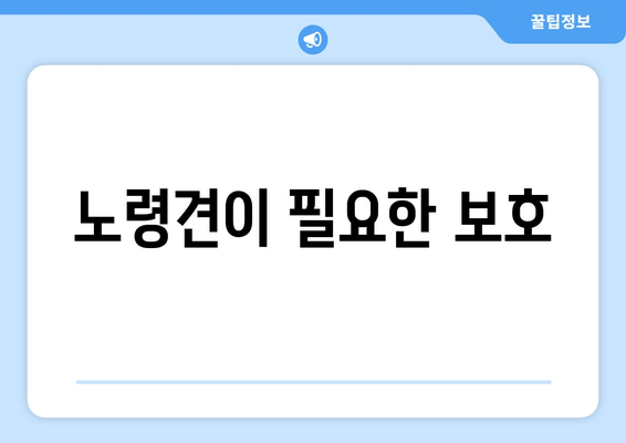 노령견이 필요한 보호