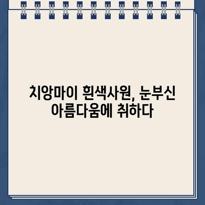 치앙마이 흰색사원 & 과일시장 탐방 후 렌트카 주차 위법 사건| 나의 좌충우돌 태국 여행기 | 치앙마이, 왓 롱쿤, 과일시장, 렌트카, 여행 후기, 태국 팁