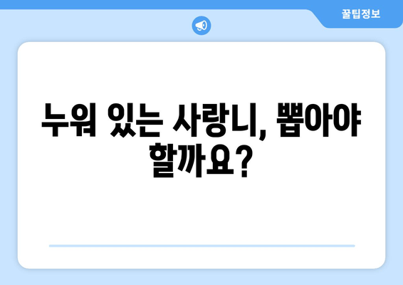 건대치과 누워 있는 사랑니, 어떻게 해야 할까요? | 사랑니 발치, 사랑니 통증, 사랑니 관리, 건대 치과 추천