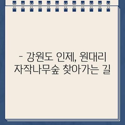 김영철의 동네 한 바퀴 속 인제 원대리 자작나무숲, 그 아름다운 촬영지 찾아가기 | 강원도 여행, 가을 단풍 명소, 자작나무 숲 위치