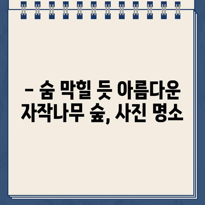 김영철의 동네 한 바퀴 속 인제 원대리 자작나무숲, 그 아름다운 촬영지 찾아가기 | 강원도 여행, 가을 단풍 명소, 자작나무 숲 위치